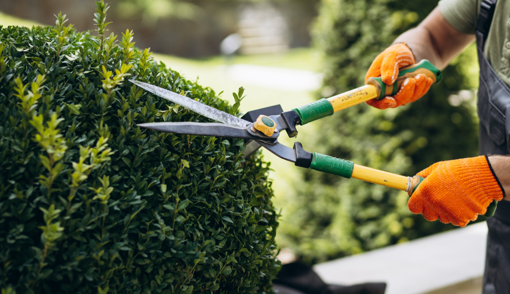 Tree & Shrub Care